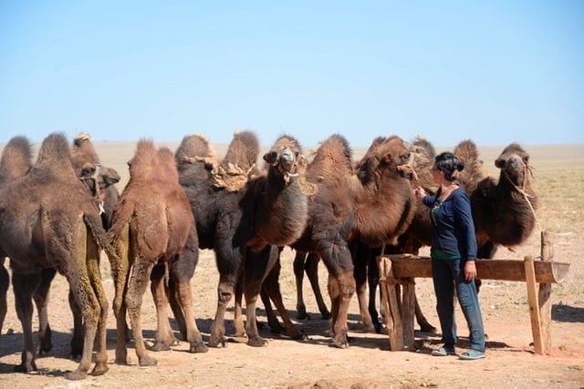 After a traumatic home birth in the 1990s, Bayarbat Delgermaa left her nomadic life to move closer to health facilities. But Mongolia’s work to improve maternal healthcare made her confident enough to move back to the Gobi Desert in 2010. Didem Tali