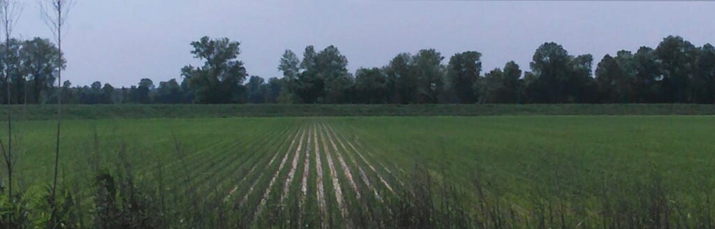 MS Delta Field