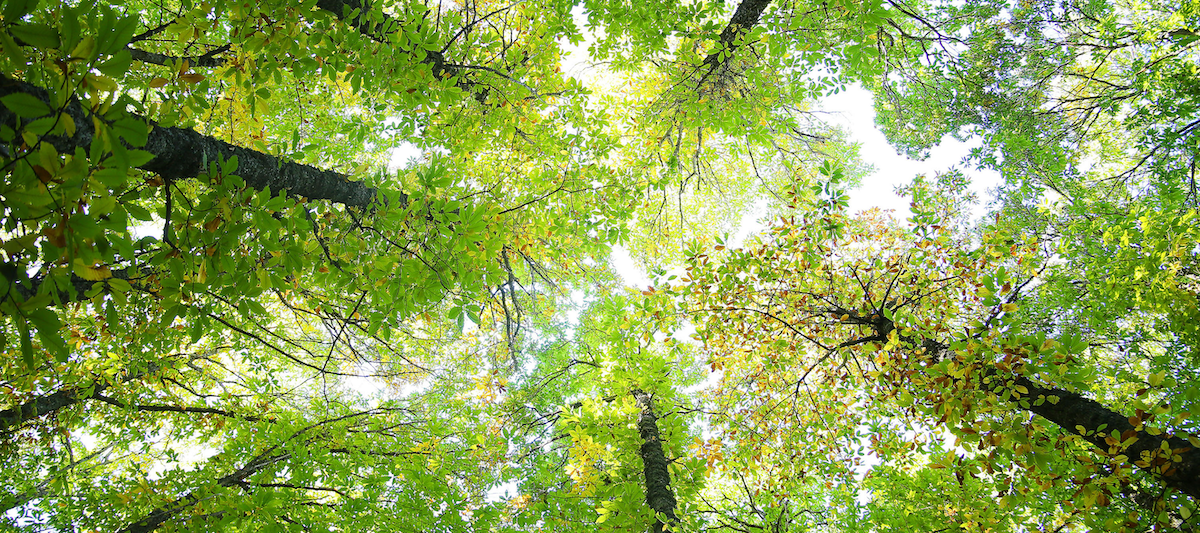 A view of treetops from the ground, with bright gray sky peeking through the leaves.