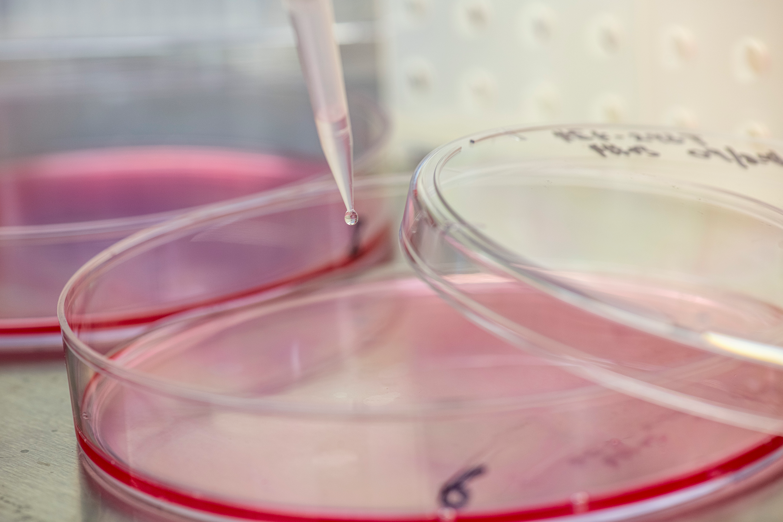 Close-up of a pipette and petri dish with blood sample