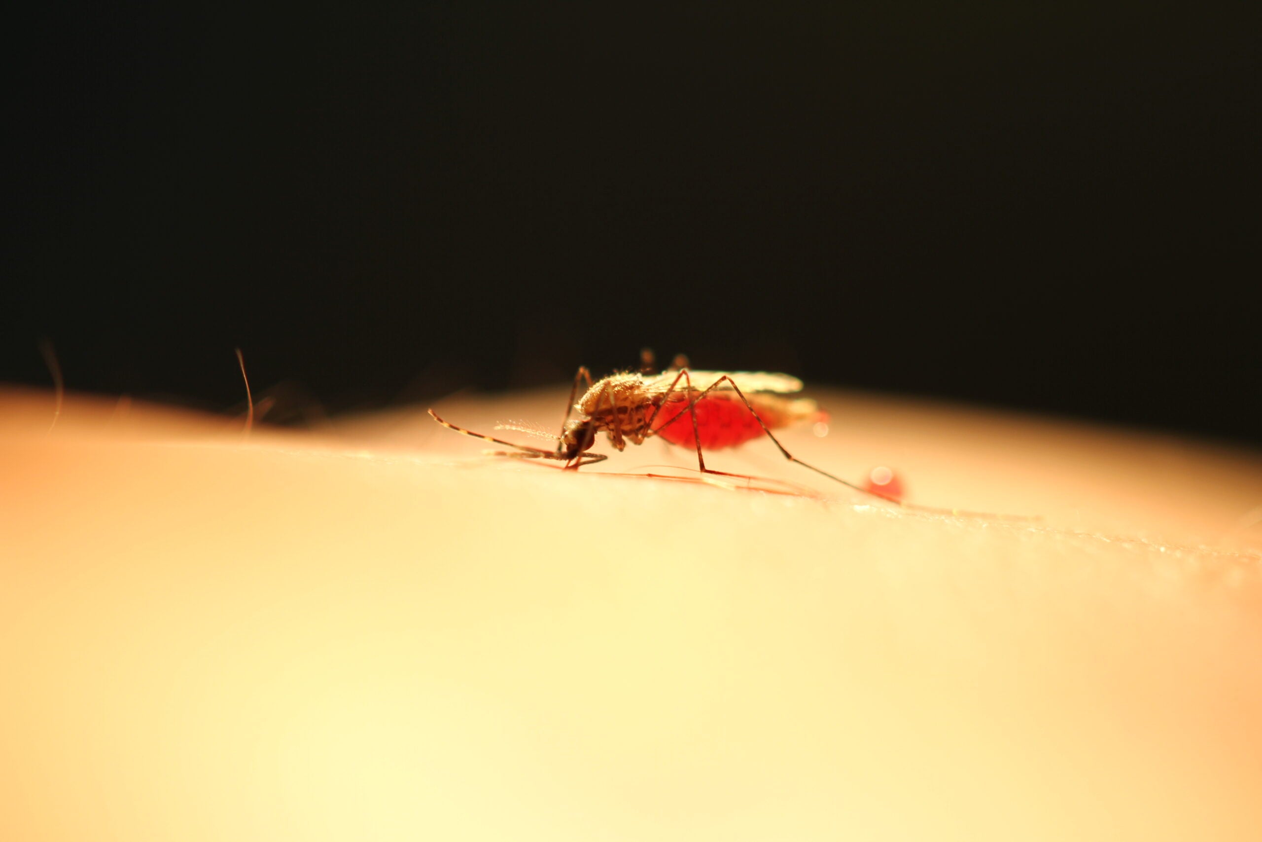 Female mosquito feeding