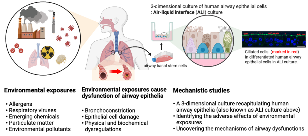 Infographic showing 3 stages: 1) Environmental Exposures (such as allergens, respiratory viruses, emerging chemicals, particulate matter, and environmental pollutants) causing 2) Dysfunction of airway epithelia (such as bronchoconstriction,  epithelial cell damage, and physical and biochemical dysregulations) and then being examined through 3) Mechanistic studies using 3-D culture recapitulating human airway epithelia (aka ALI culture), identifying the adverse affects of environmental exposures, and uncovering the mechanisms of airway dysfunctions.