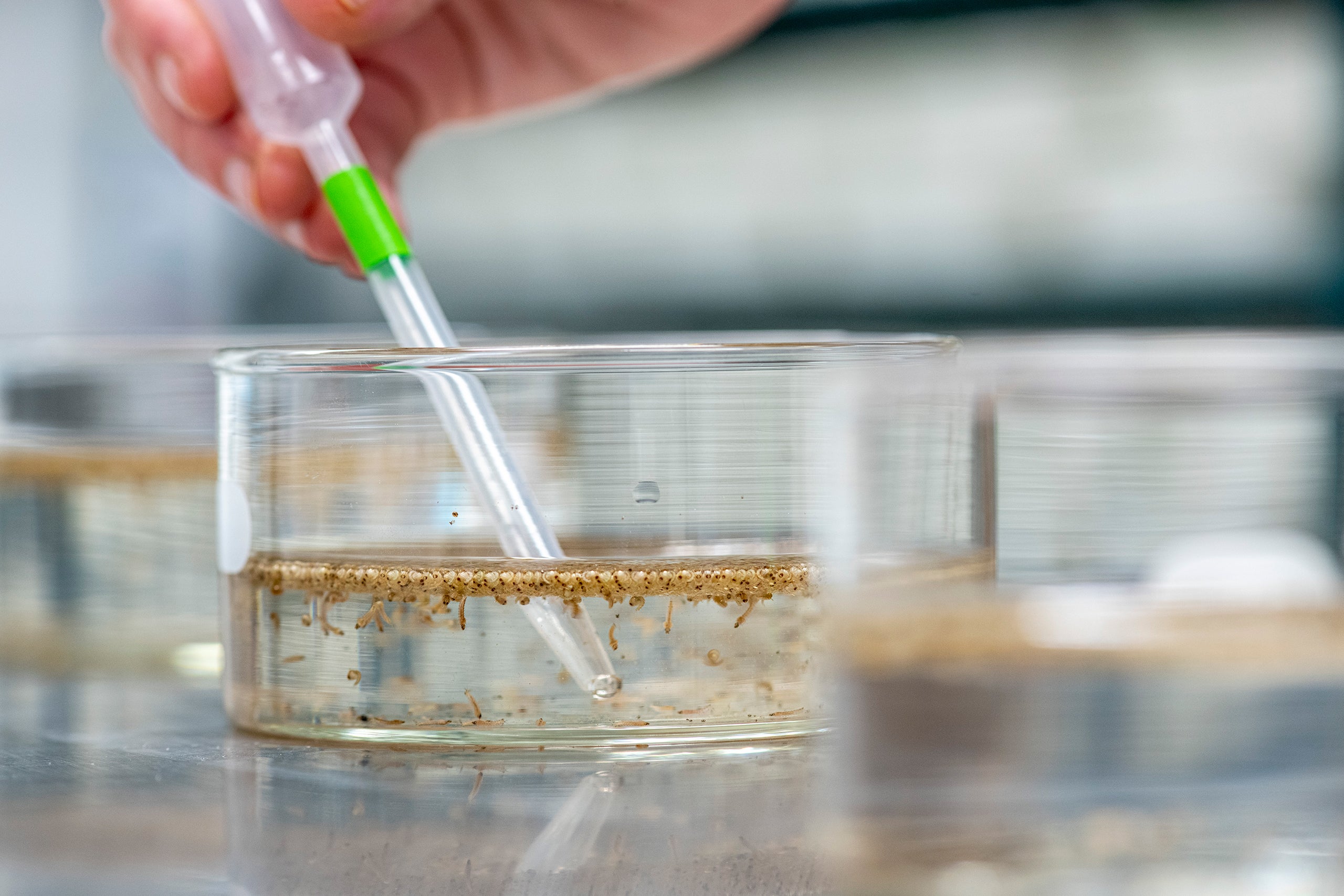 close up, hand with a pipette inside a petri dish with mosquito larvae