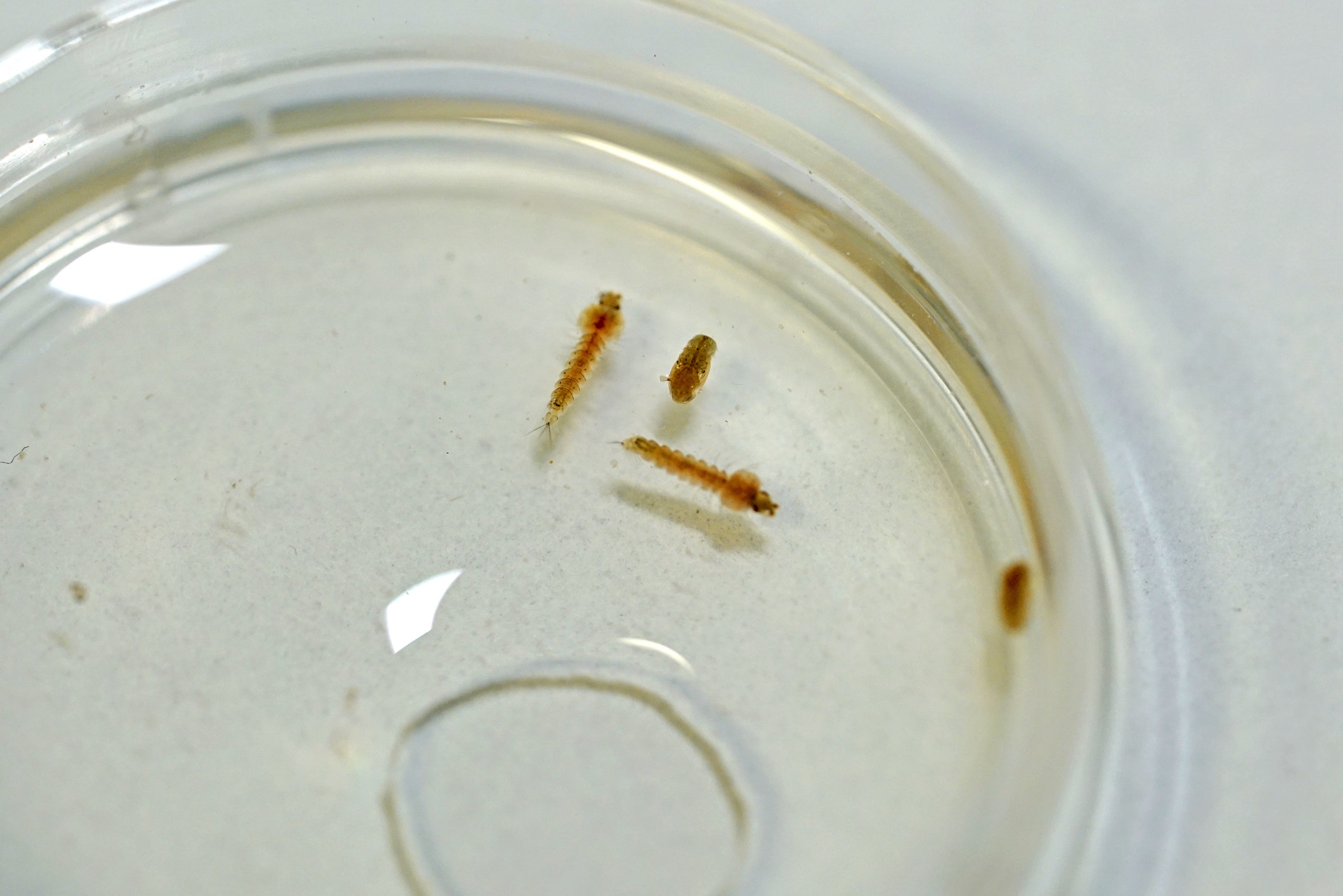 Mosquito Larvae