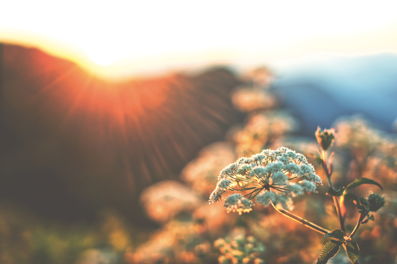 plant with sunrise in background