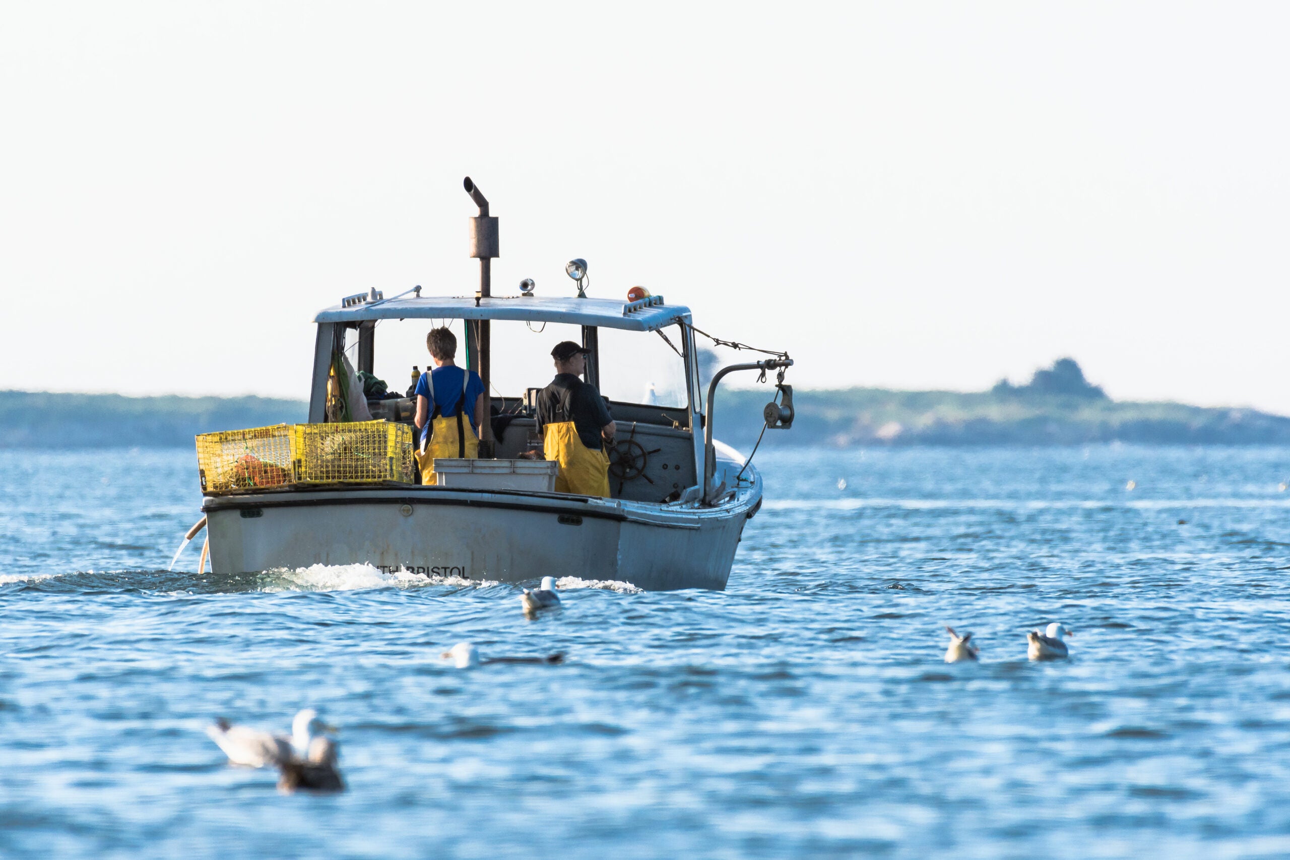 Two people on a fishing boat with lobster traps, moving through the water with seagulls floating nearby and a distant shoreline in the background.