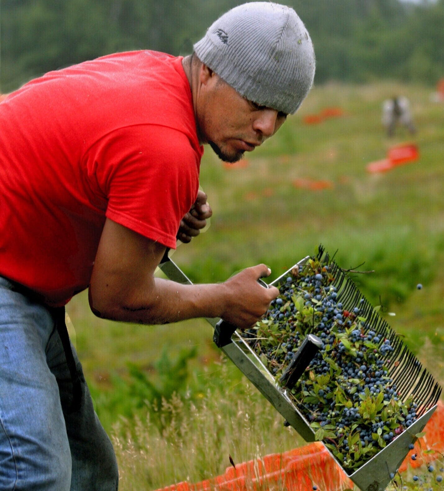 A person wearing a red shirt and a grey beanie is seen harvesting blueberries in a field. They are using a metal rake to gather the berries. In the background, there are scattered red containers on the grassy field.