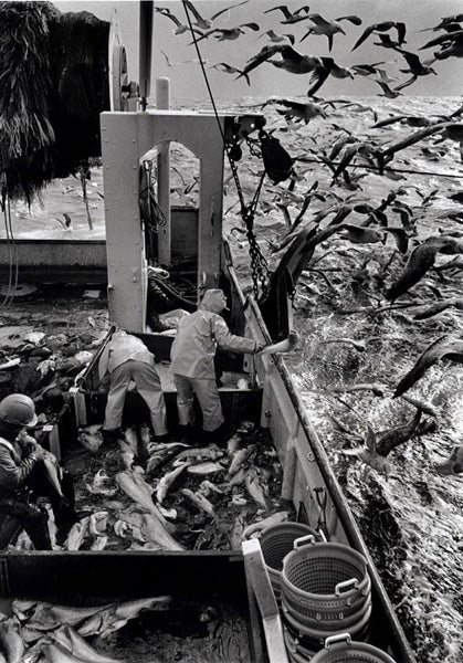 Black and white image of a fishing vessel at sea with three crew members sorting a large haul of fish on deck. Numerous fish are scattered across the floor, while seabirds hover above and around the boat. Two people are handling the fish, and one is seated to the side, looking out. The ocean is visible in the background, along with more birds in flight.