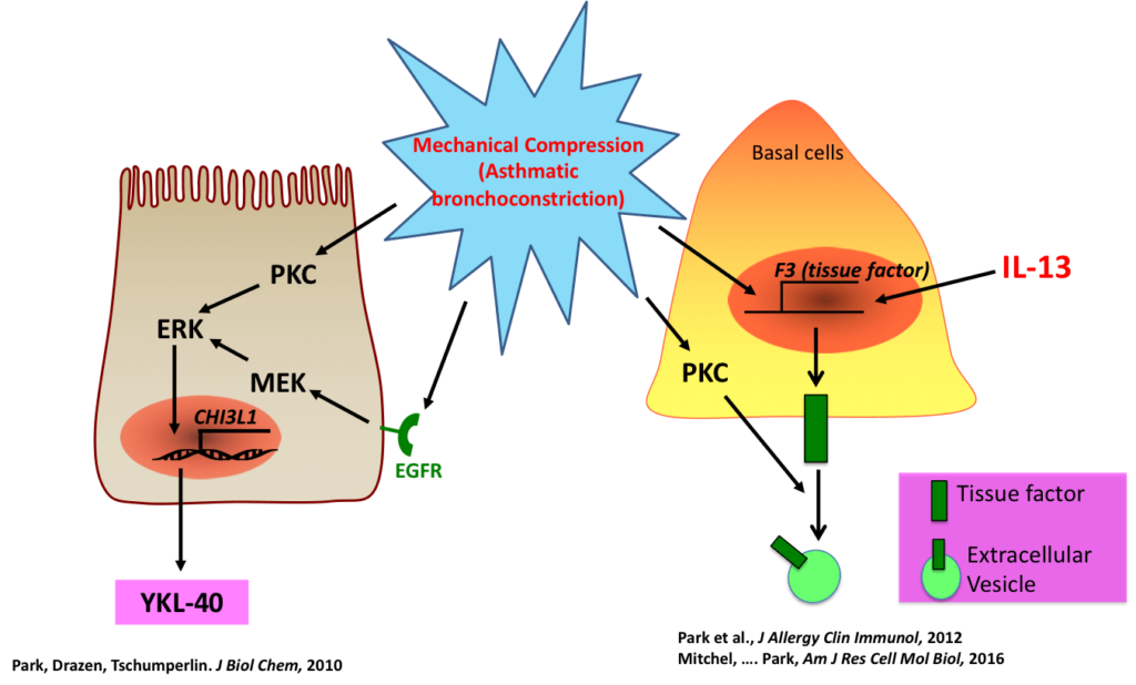 Caption: Mechanical compression induces the production of asthma-associated mediators, including YKL-40, tissue factor,  and Tenascin C from primary human bronchial epithelial cells.