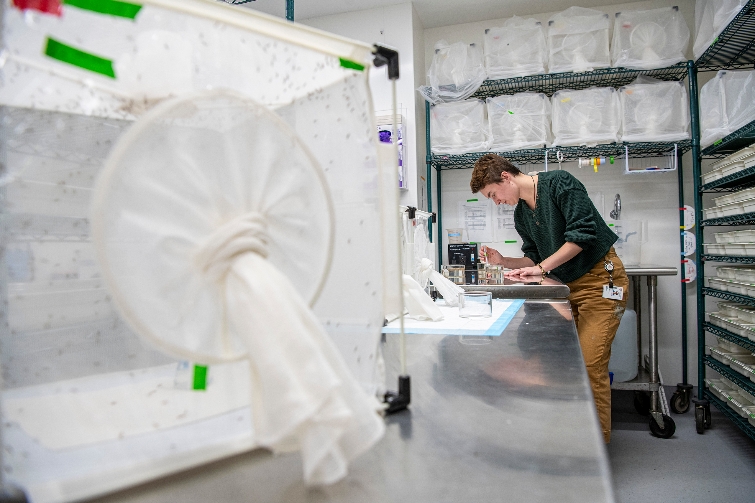 Kate Thornburg working in the insectarium