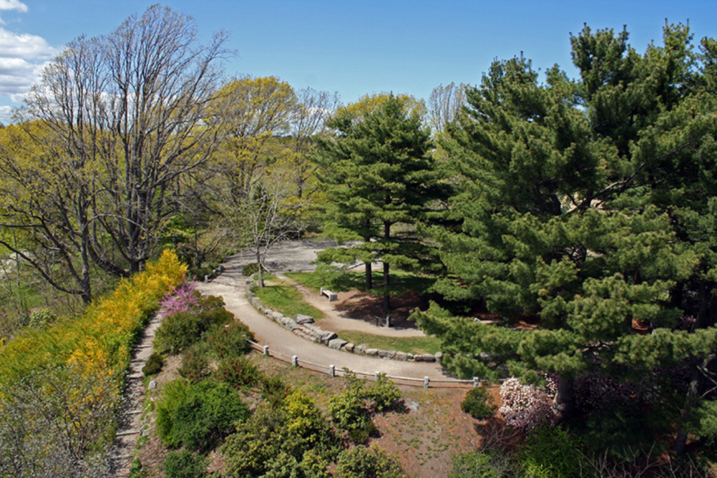 Arnold Arboretum walking trail