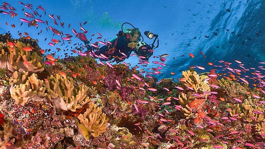 Kate Vogelheim scuba dives above a reef. She is holding camera gear while a schools of pink and orange fish swim around her.