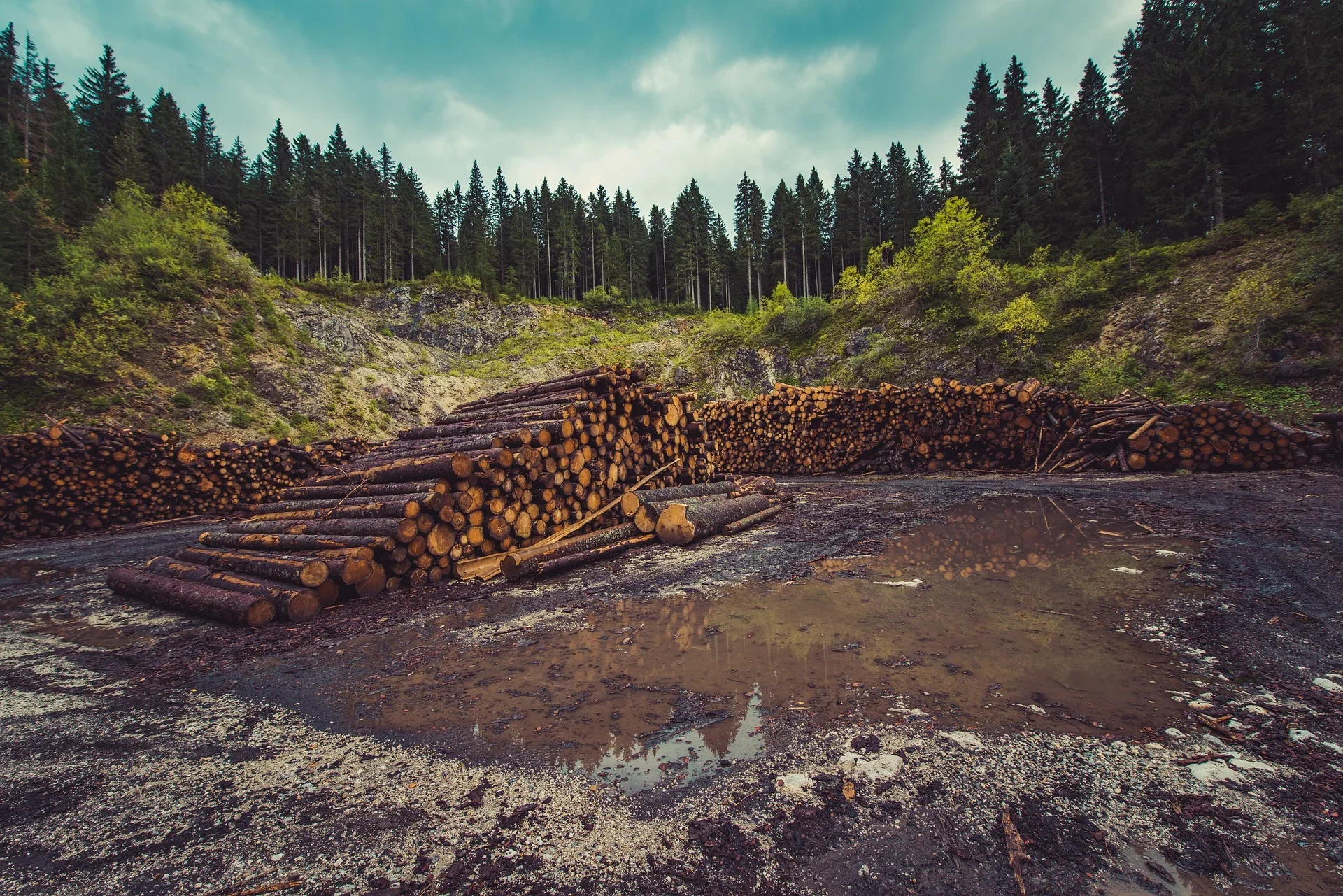 Pile of logs at the edge of a forest