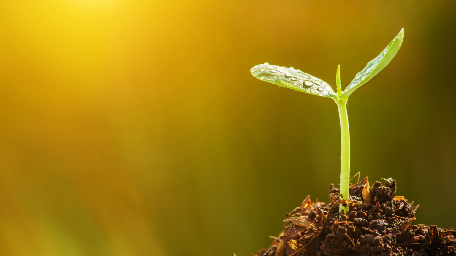 Innovations in Positive Health Grant | Funding Opportunities | Harvard ...