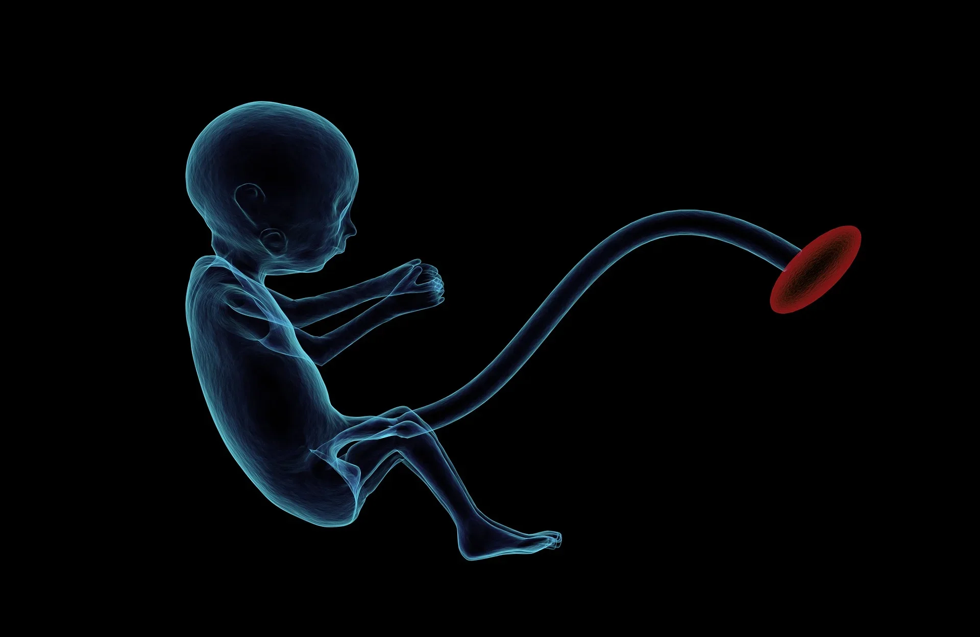 rendering of a fetus