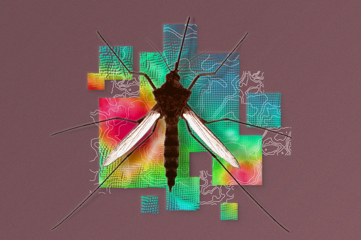 A mosquito over a multi-colored background