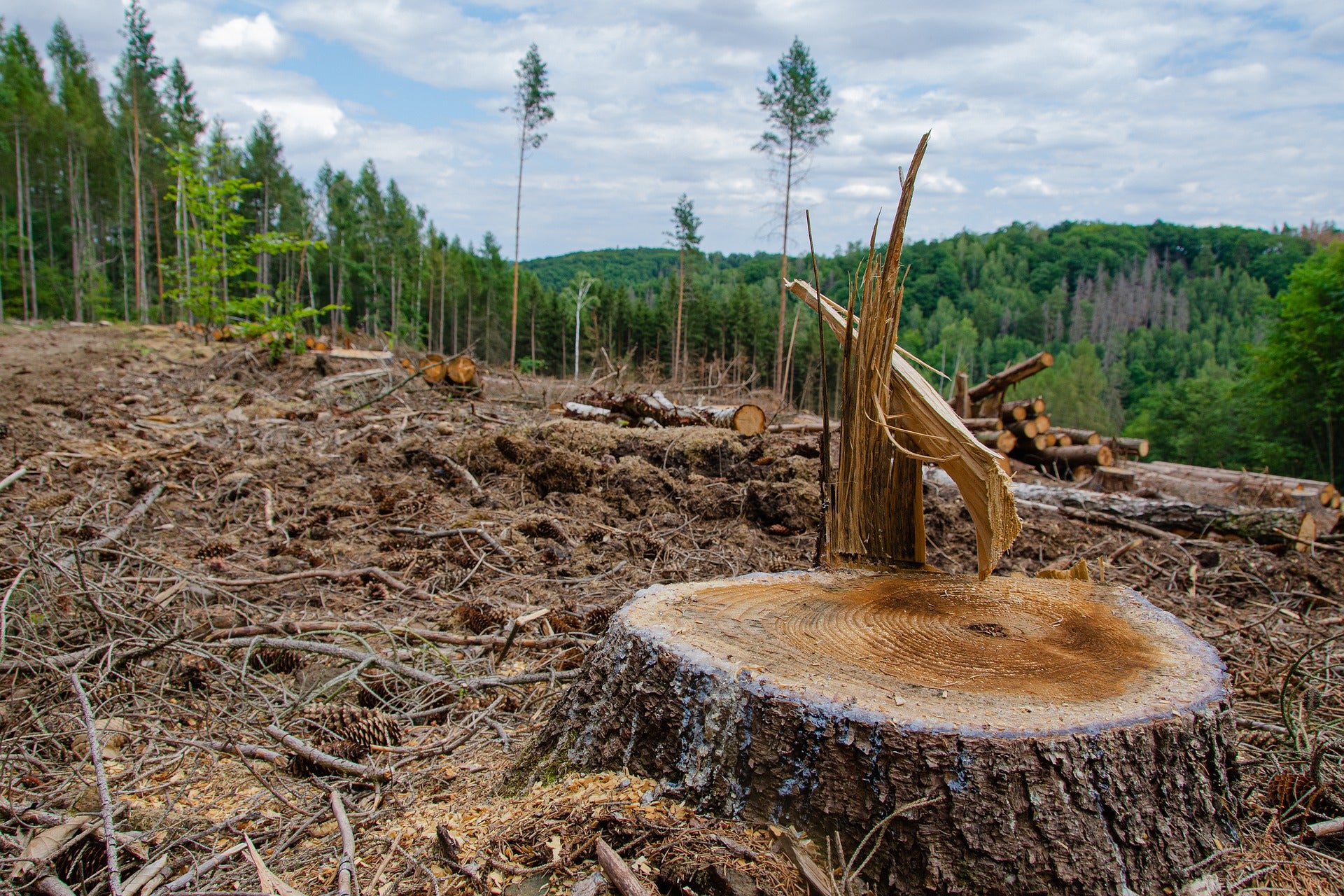 Deforested woodland