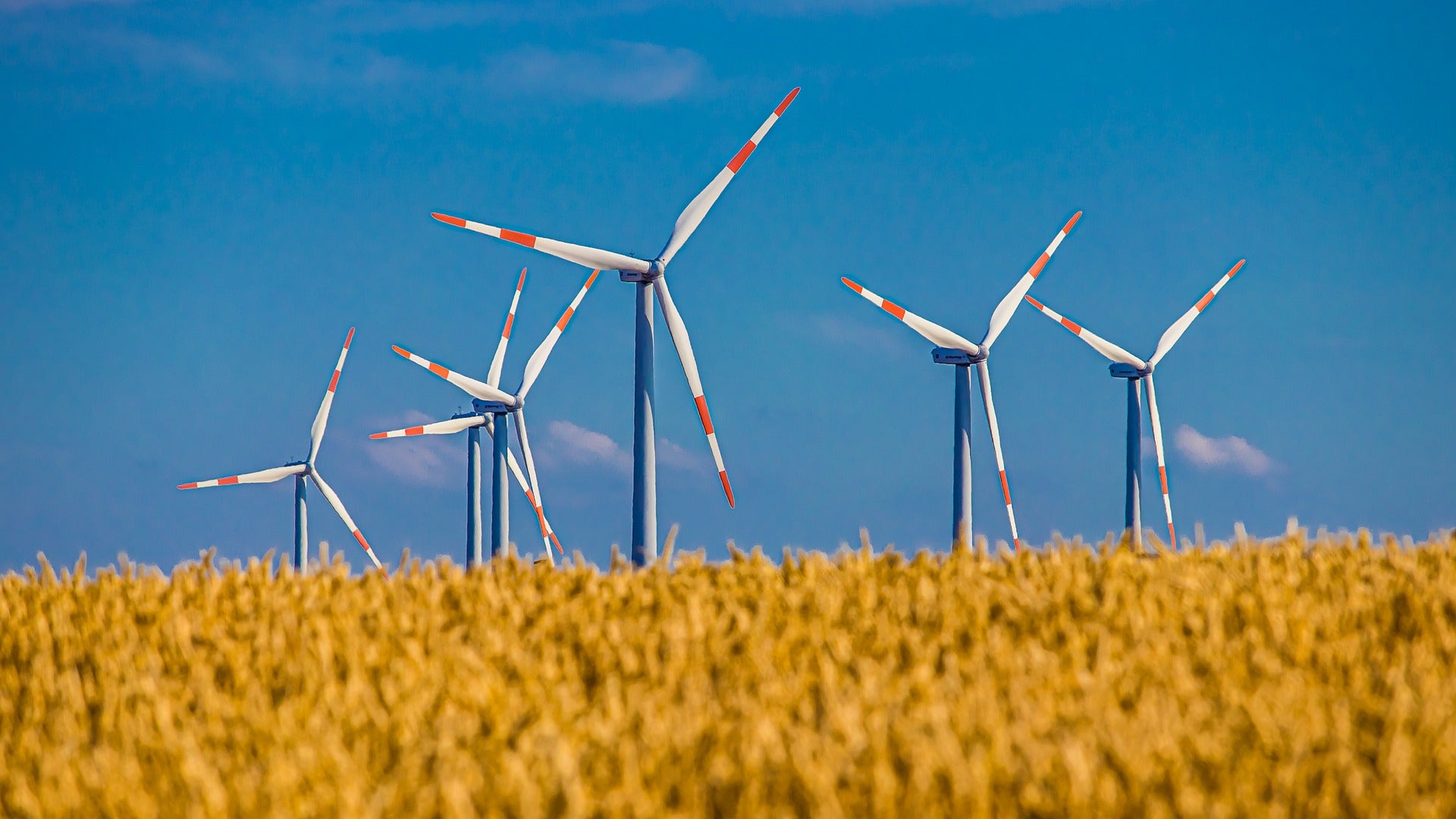 windmills in a field