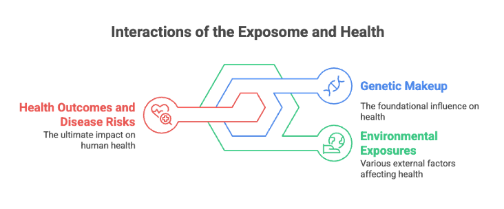 Diagram of the Interactions of the Exposome and Health. The diagram has 3 components: 1) Health Outcomes and Disease Risk, 2) Genetic Makeup, and 3) Environmental Exposures.
