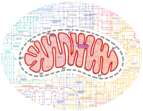 Mitocondria Graphic
