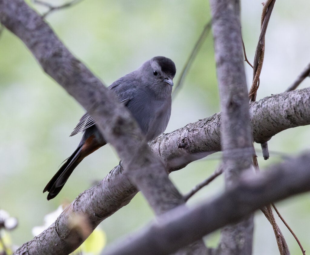 Catbird