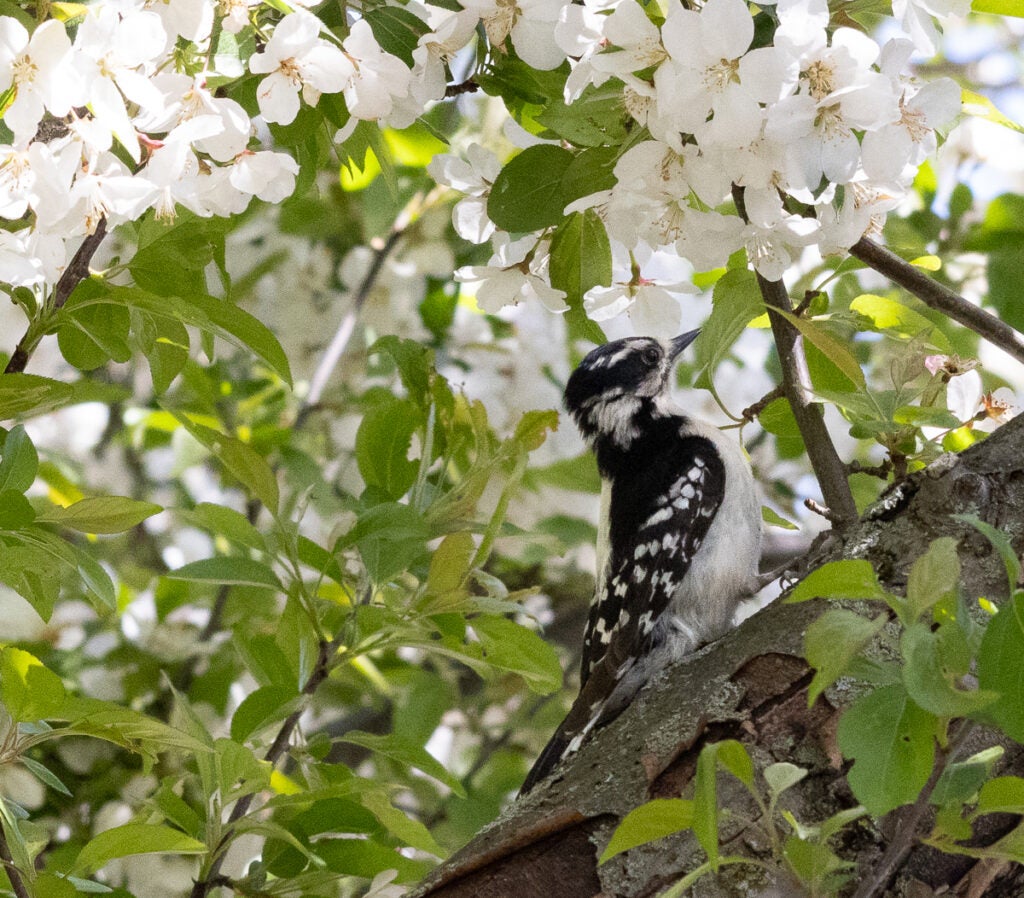 Downy woodpecker