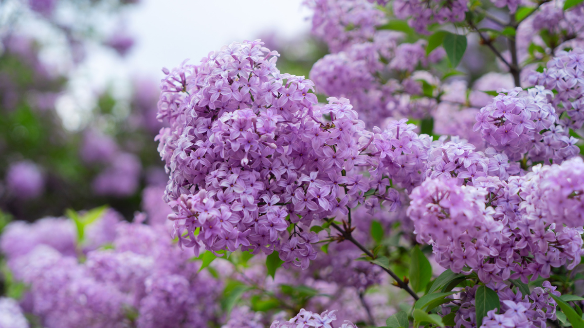 Picture of a purple lilac bush