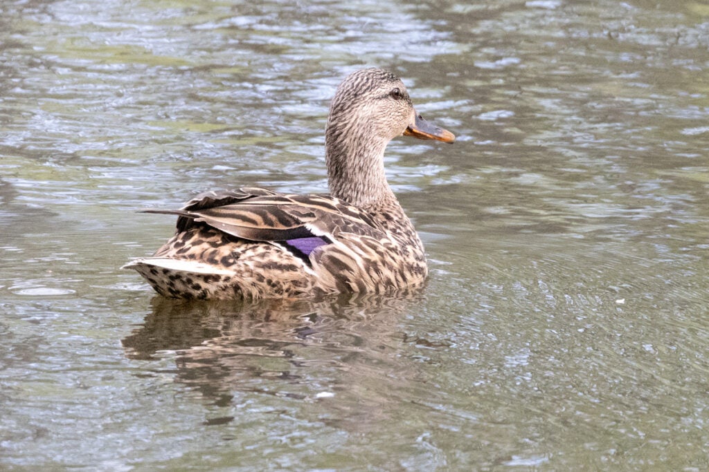 Mallard duck