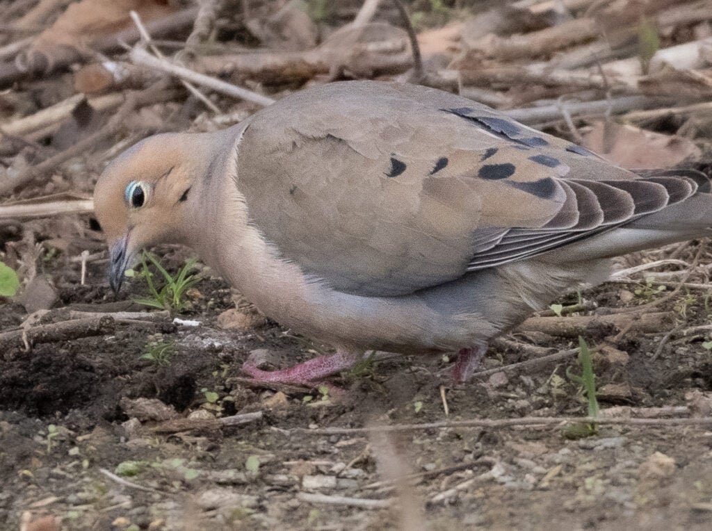 Mourning dove