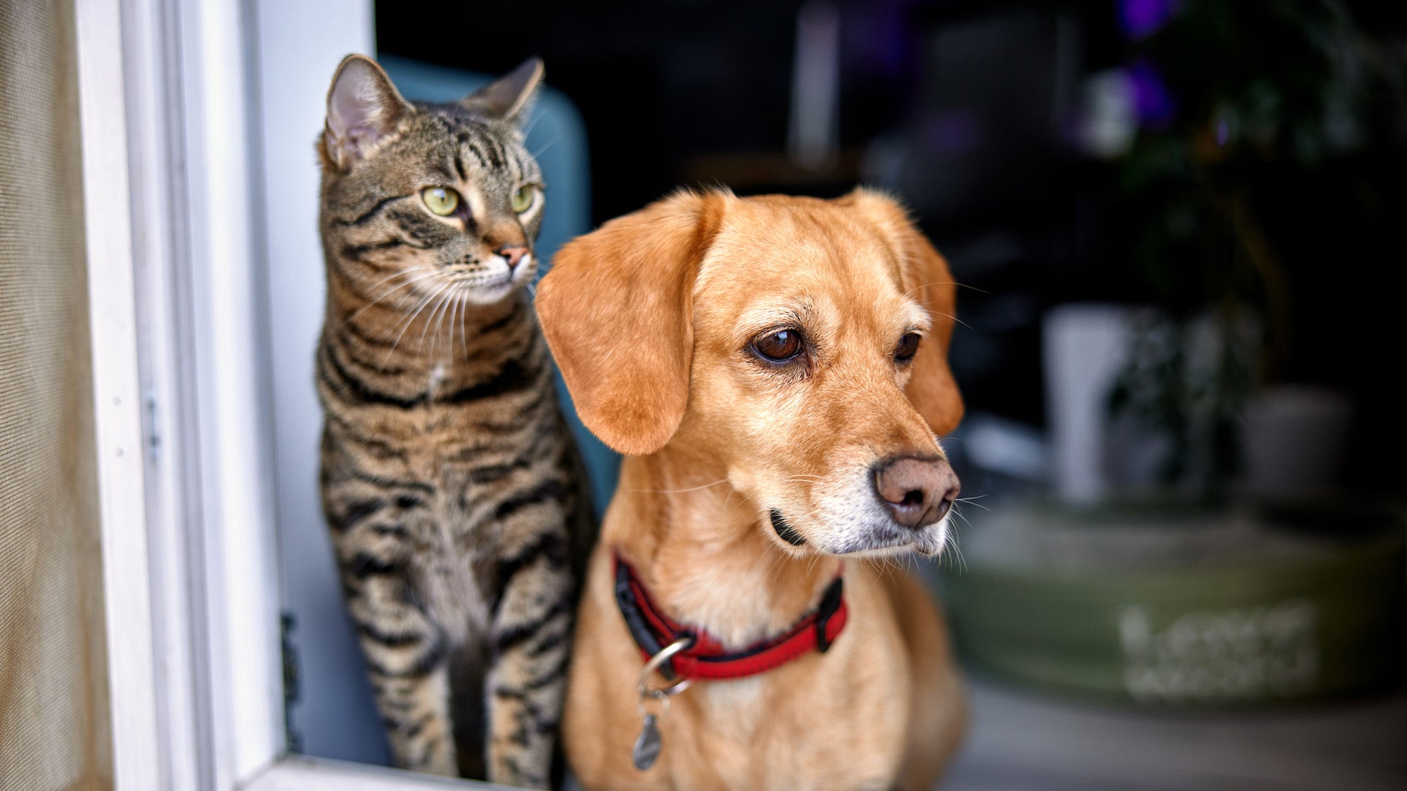 A pet cat and dog look out of a window.