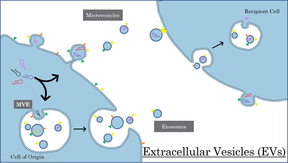 Diagram of extracellular vesicles and exosomes budding from a cell and being taken up by another cell.
