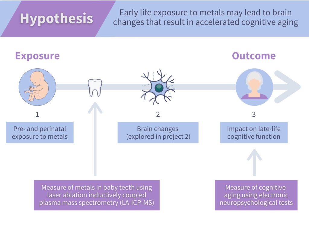 Infographic showing hypothesized pathway of early life exposure to metals leading to brain changes that result in accelerated cognitive aging. We will measure metals in baby teeth using LA-ICP-MS and measure cognitive function using electronic neuropsychological tests.