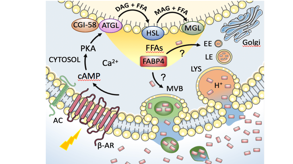 illustrating the role of Fatty Acid Binding Protein 4 (FABP4) in lipid metabolism, specifically in the context of fasting and feeding cycles.
