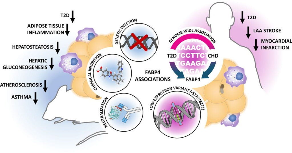 FABP4 diagram