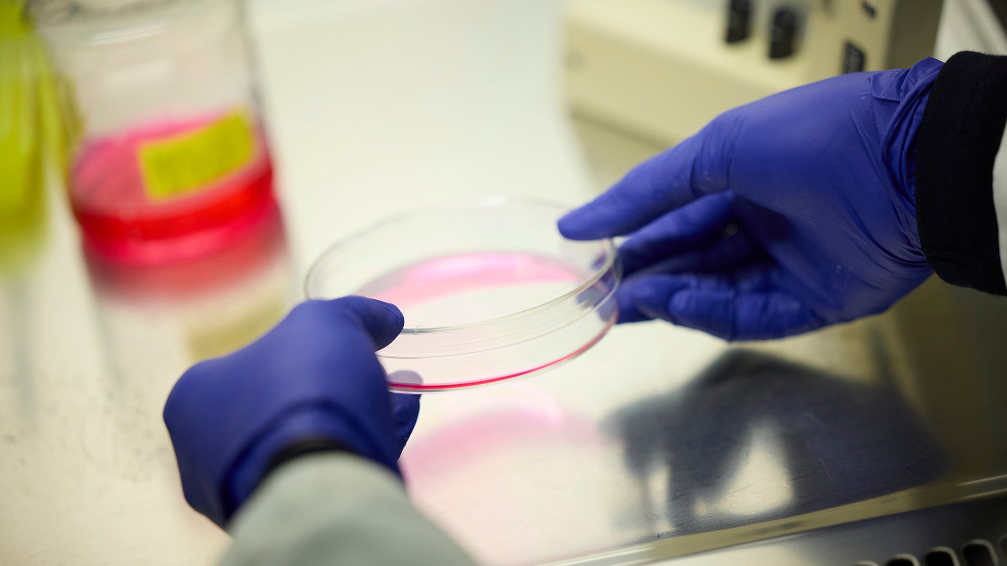 A lab worker's gloved hands holding a petri dish