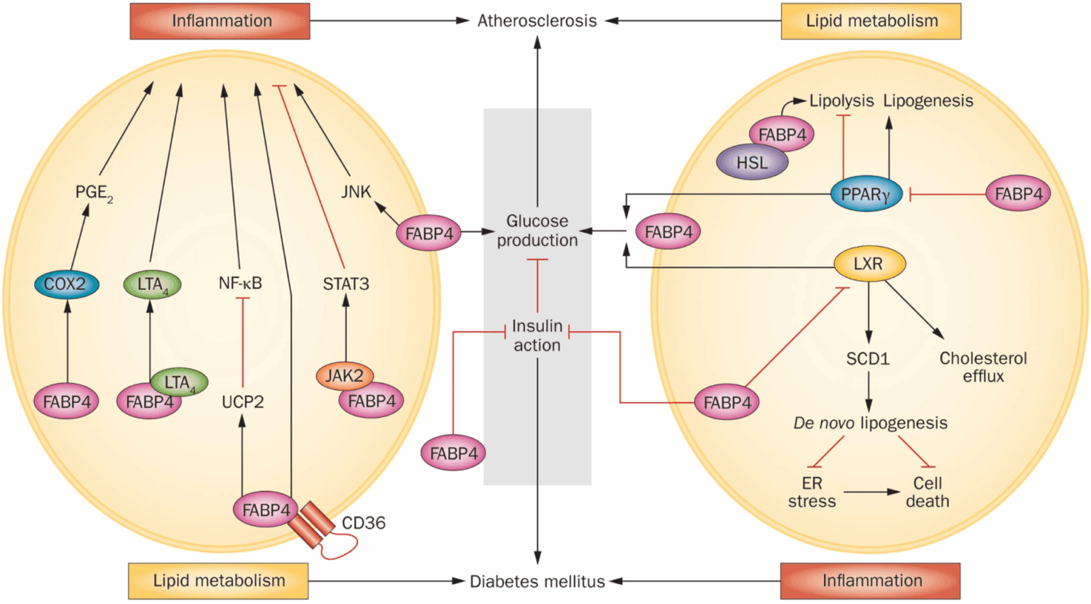 Therapeutic Perspectives of Fatty Acid Binding Proteins | Hotamişlıgıl ...