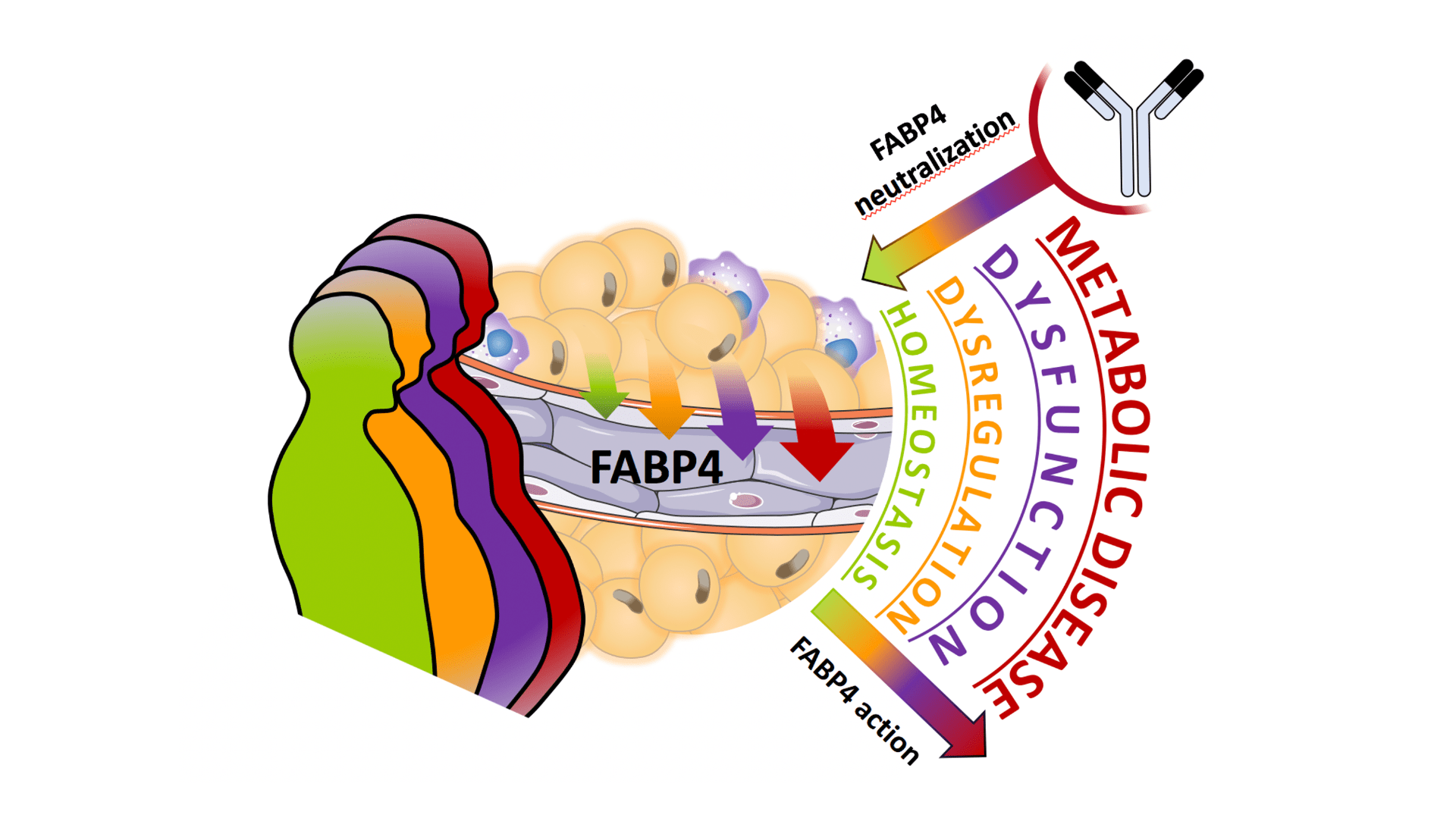 Therapeutic Perspectives of Fatty Acid Binding Proteins | Hotamişlıgıl ...