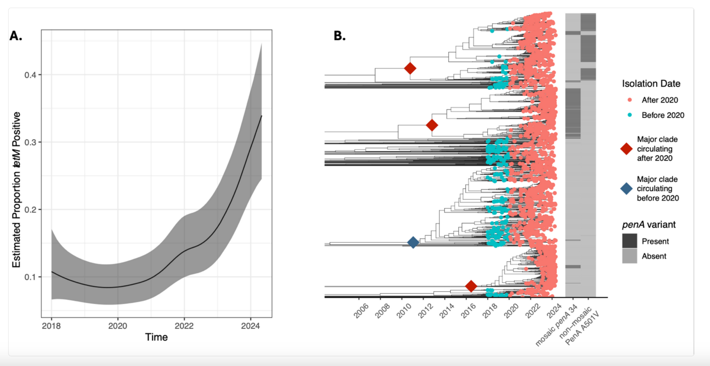 Figure from article "Expansion of tetM-Carrying Neisseria gonorrhoeae in the US, 2018–2024"