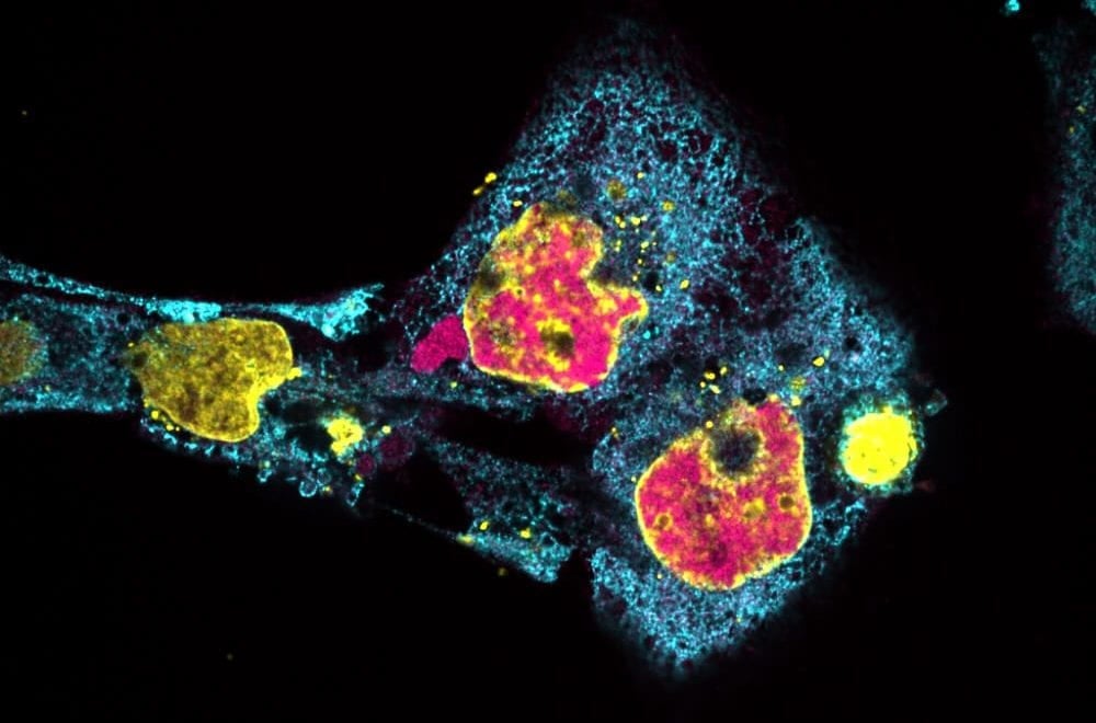 Nrf1 expressing U2 OS cells