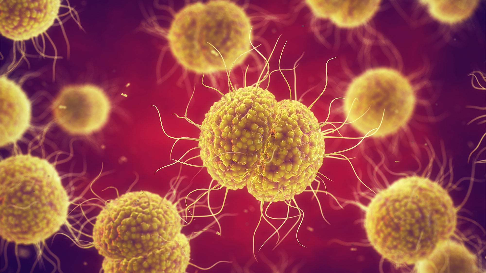An illustration of gonorrhea bacteria.
