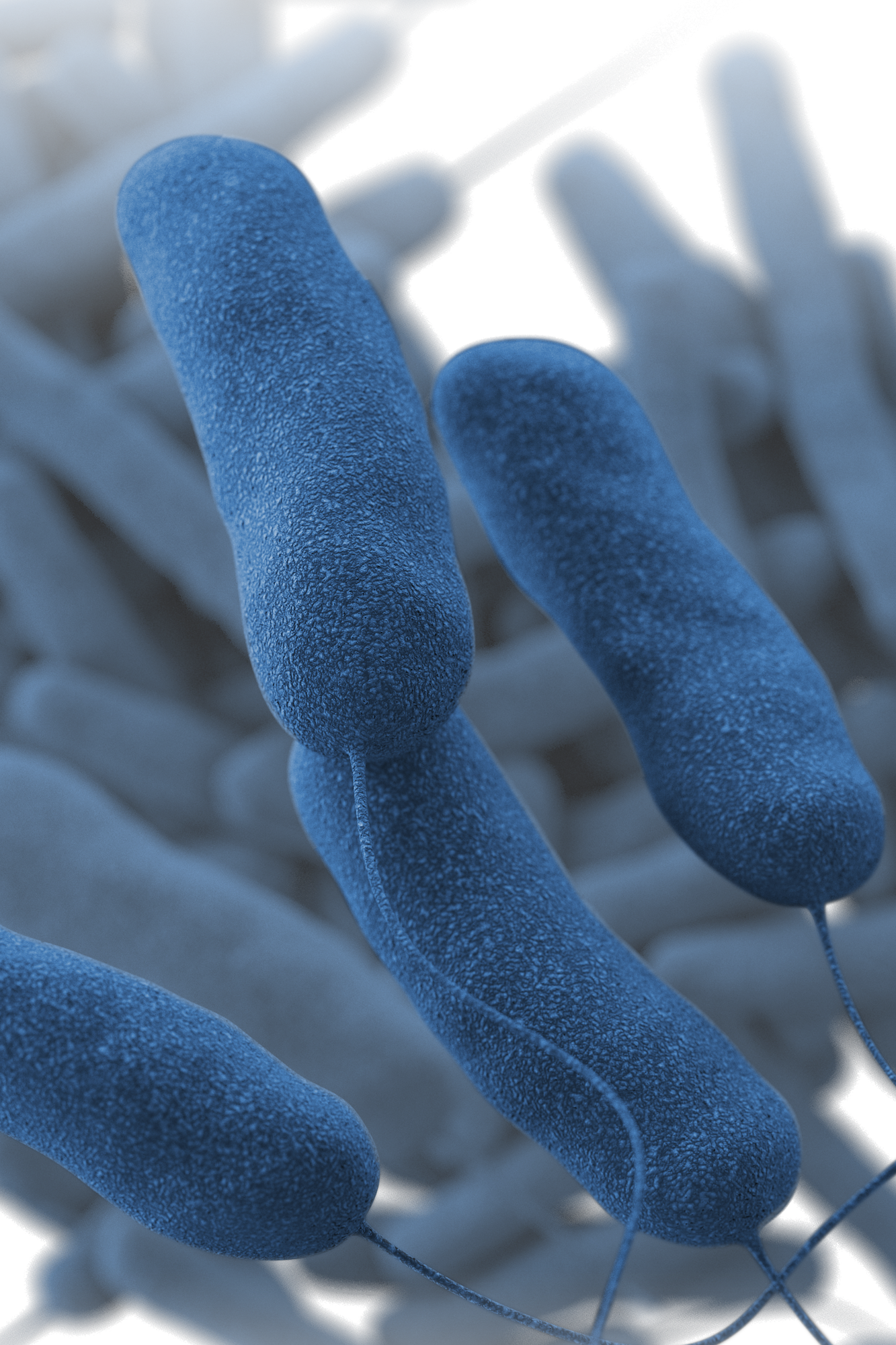 Illustration depicting a three-dimensional, computer-generated image of Legionella pneumophila bacteria, based on scanning electron microscopic imagery.
