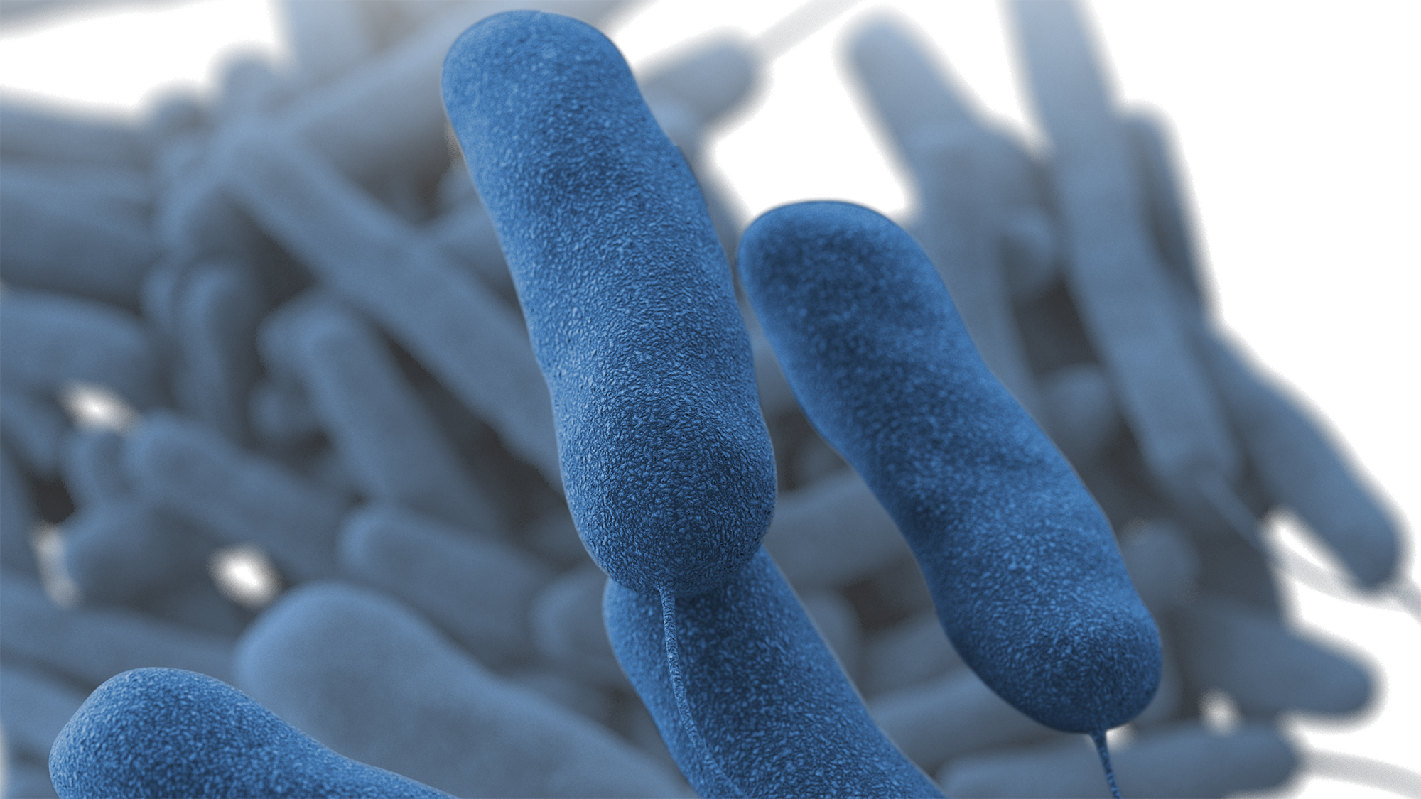 Illustration depicting a three-dimensional, computer-generated image of Legionella pneumophila bacteria, based on scanning electron microscopic imagery.