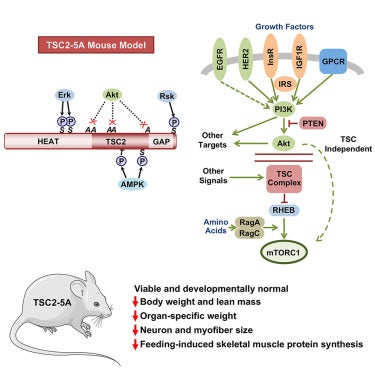PI3K/Akt/mTORC1 Signaling Pathway