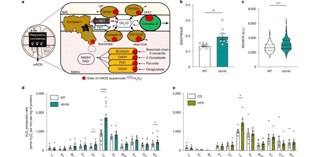 Figure from Dr. Goncalves' paper