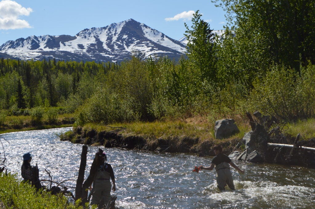 Collaboration between Copper River Native Association and Copper River Watershed Project on identifying insects, examining river levels, and learning more about landmark preservation.