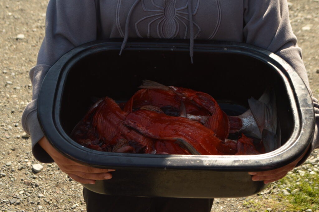 Tribal member with salmon carcasses ready to dispose of them in the Tazlina River.
