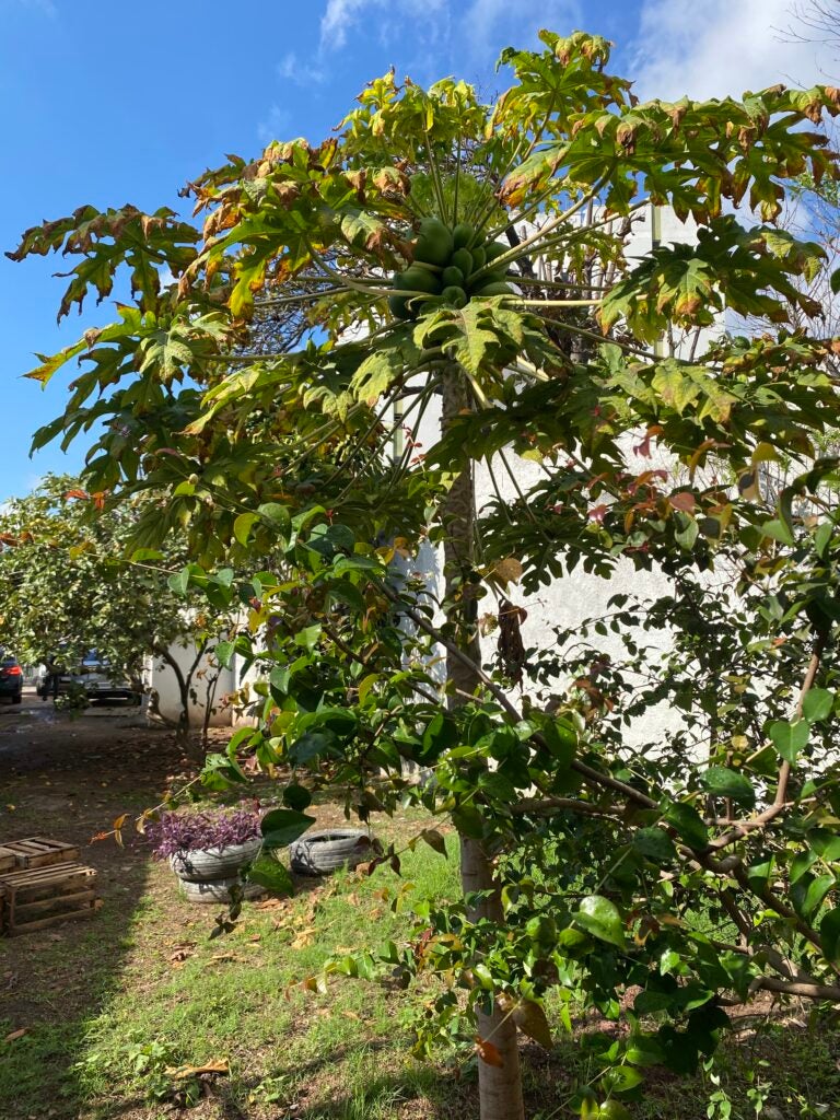 Papaya tree growing in the school garden