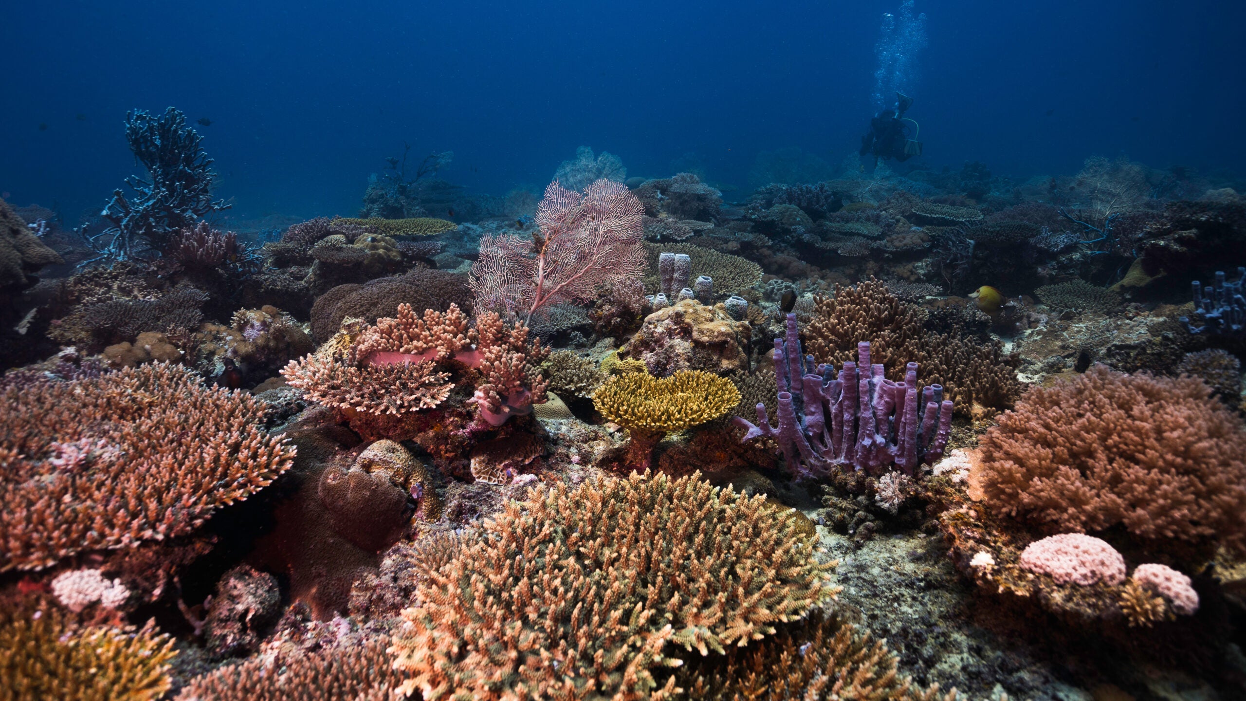 A colorful coral reef seascape underwater with a scuba diver in the distance in Madagascar