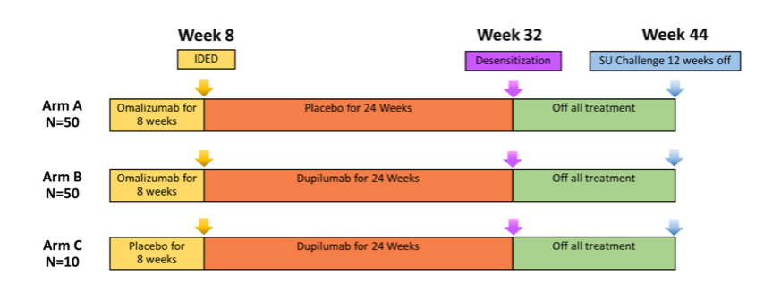 A diagram of the 3 study protocols, showing Arm A using omalizumab for 8 weeks, placebo for 24 weeks, and then no treatment for 12 weeks; Arm B receiving omalizumab for 8 weeks, dupilumab for 24 weeks, and no treatment for 12 weeks; and arm C receiving placebo for 8 weeks, dupilumab for 24 weeks, and no treatment for 12 weeks.