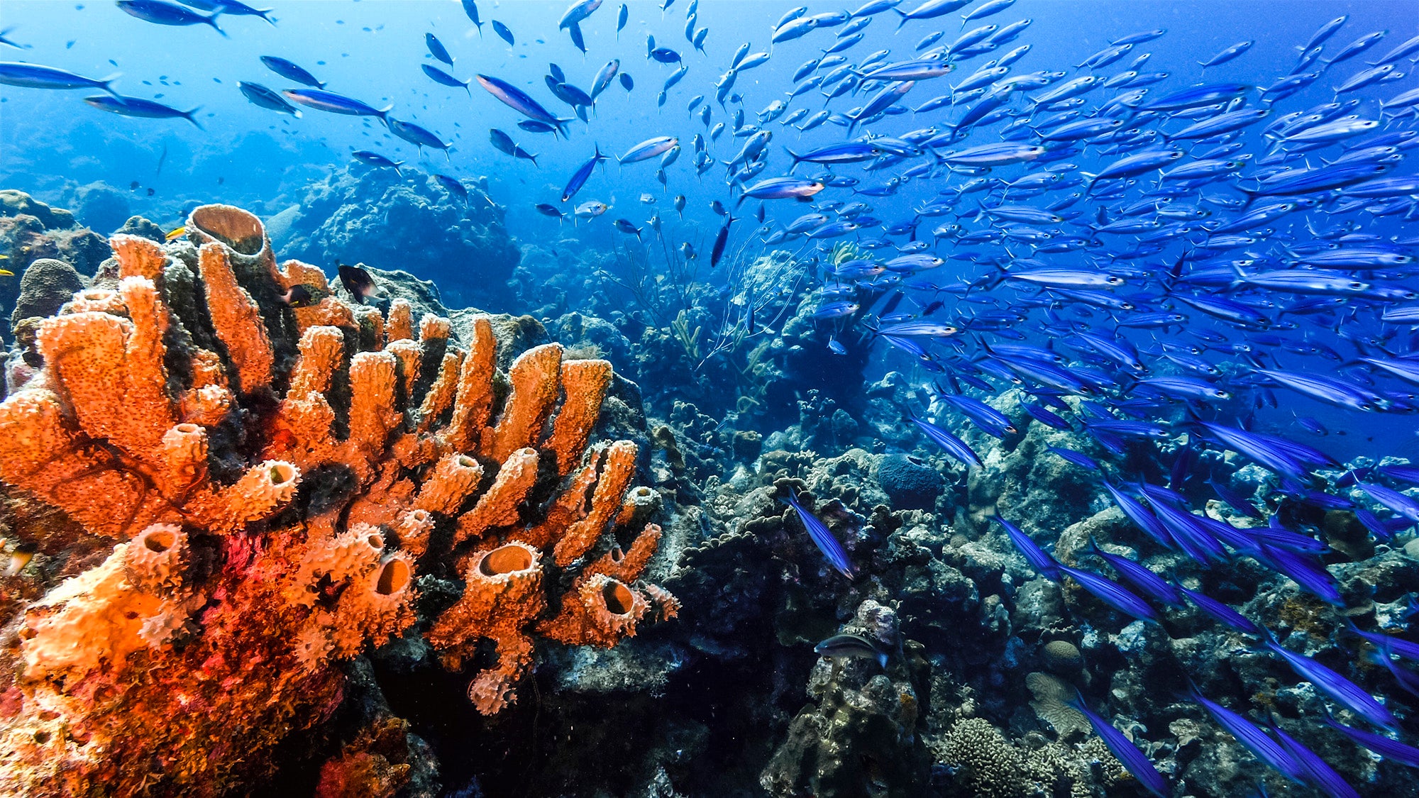 Coral reef and school of fish